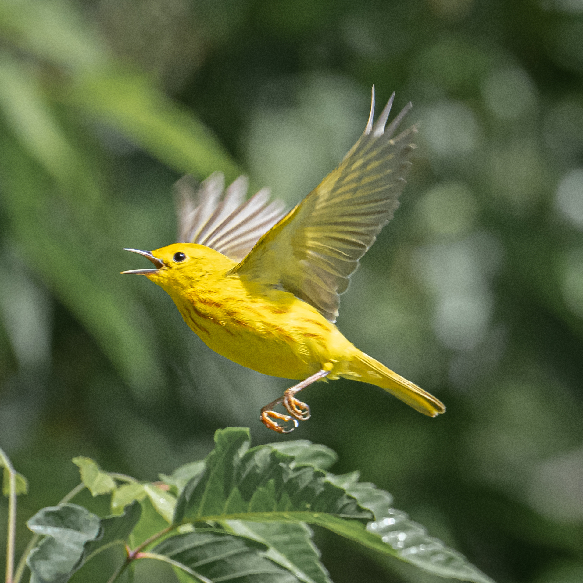 Advanced Photography: Bird Studies