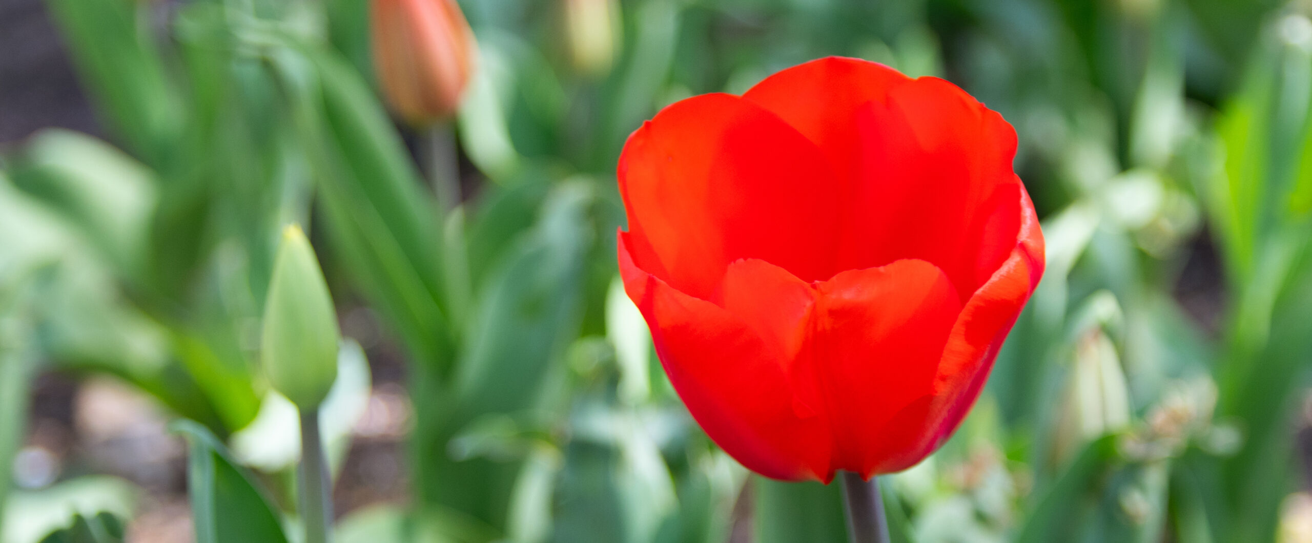 CultureWorks Ensures Tulip Time will Bloom