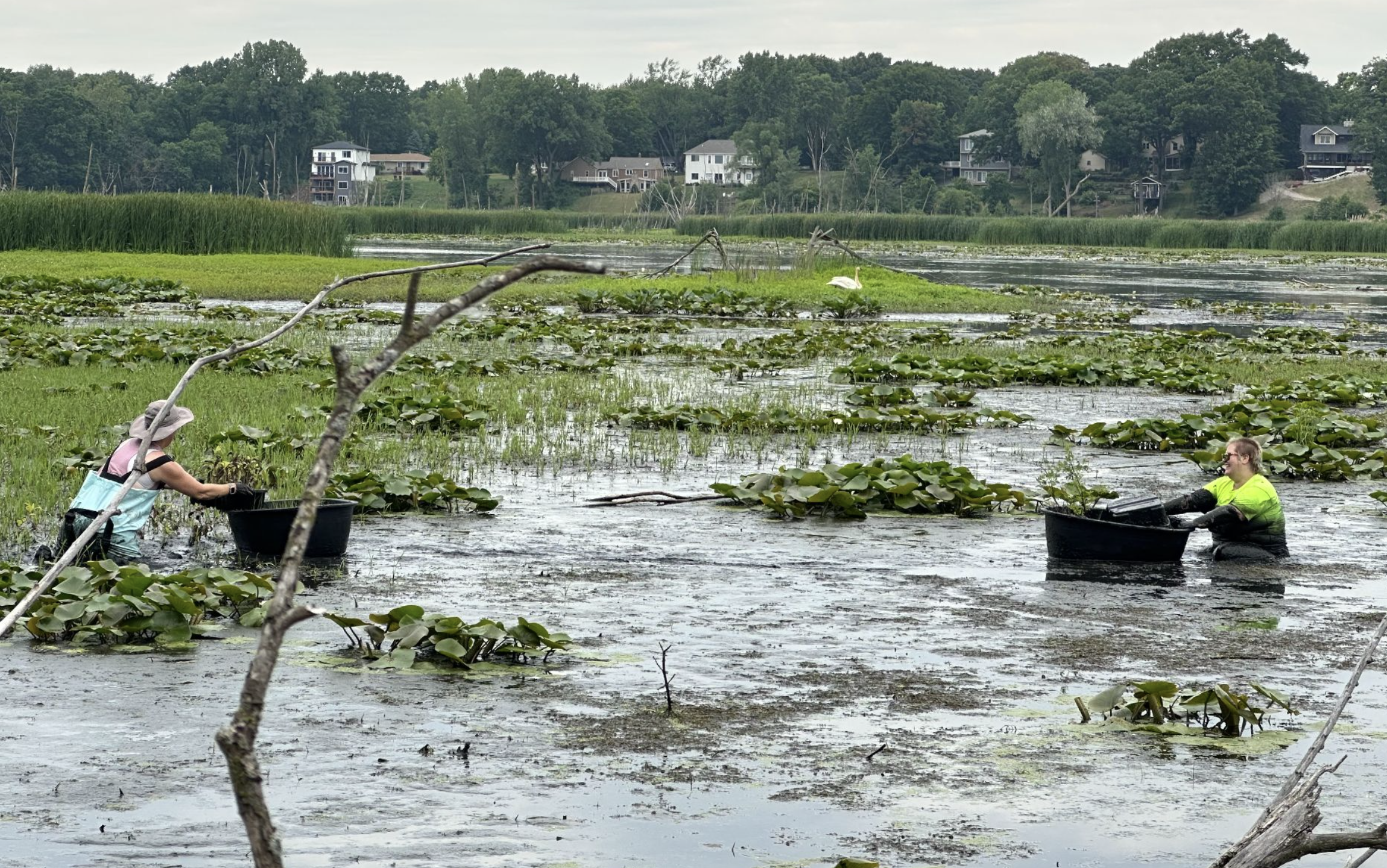 Macatawa Manoomin Marsh Project